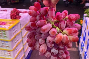 Nho đỏ không hạt 