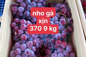 Nho gà