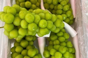 Mẫu đơn